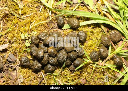 Lapin européen (Oryctolagus cuniculus), Mammalia, Norton Priory, Tudor Road, Runcorn, Halton, Cheshire, Royaume-Uni, excréments/excréments Banque D'Images