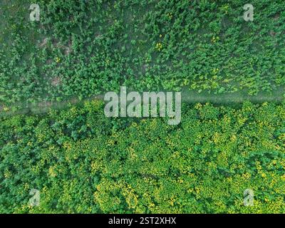 Une vue aérienne vibrante de vastes terres agricoles, luxuriantes de plantes de sésame vertes se balançant doucement dans la brise, créant une mer de vert. Banque D'Images