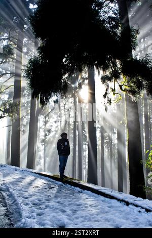 'Seul dans la forêt de pins, il reste immobile tandis que le brouillard embrassé par le soleil tisse des fils dorés à travers les arbres.' Banque D'Images