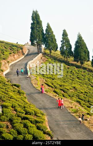« Les marcheurs du soir remontent la longue route montante, baignés par la lueur dorée du soleil couchant au milieu d'une végétation luxuriante. » Banque D'Images