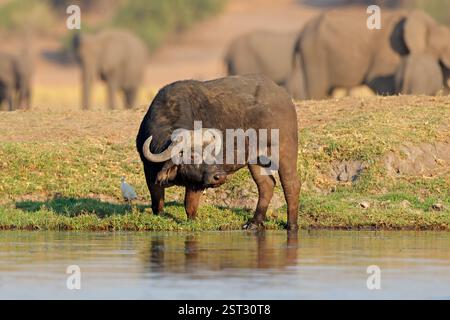 Un buffle africain (Syncerus caffer) se tenant dans un habitat naturel, parc national de Chobe, Botswana Banque D'Images