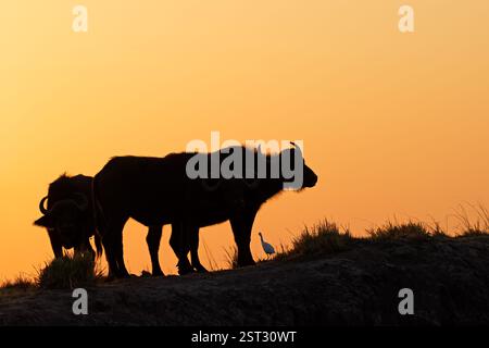 Buffles africains (Syncerus caffer) se silhouettent sur un ciel orange au coucher du soleil, Parc national de Chobe, Botswana Banque D'Images