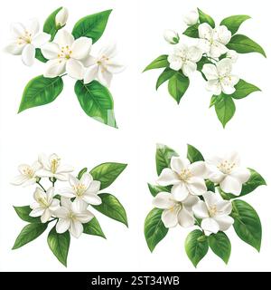 Quatre illustrations exquises et détaillées de fleurs de magnolia et de camélia de couleur crème avec des feuilles vertes luxuriantes. Illustration de Vecteur