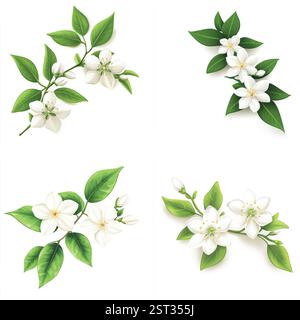 Quatre illustrations exquises et détaillées de fleurs de magnolia et de camélia de couleur crème avec des feuilles vertes luxuriantes. Illustration de Vecteur