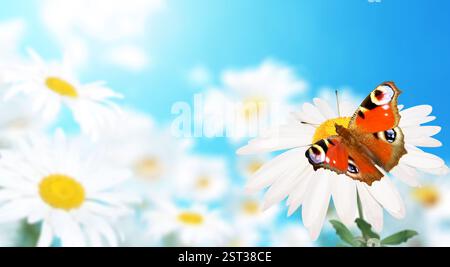 Papillon Peacock sur fleur sauvage de camomille dans un pré sur fond de printemps de nature ensoleillée. Scène d'été avec fleur de camomille sur fond de ciel bleu. A Banque D'Images