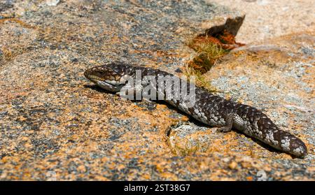 Lézard Bobtail (Tiliqua rugosa) sur roche granitique, Australie occidentale Banque D'Images