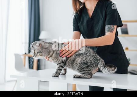 Sur la table. Chat plié écossais est dans le salon de toilettage avec vétérinaire femelle. Banque D'Images