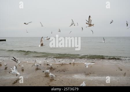 Les mouettes montent gracieusement et majestueusement au-dessus d'une atmosphère sereine Banque D'Images