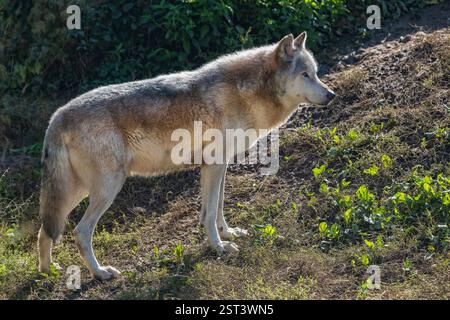 Loup du nord-ouest (Canis lupus occidentalis), également connu sous le nom de loup de la vallée du Mackenzie, loup des bois d'Alaska ou du Canada, canin de la famille des Canidae, nati Banque D'Images