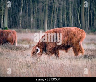 Pesse, pays-Bas : une vache des Highlands (Scottish Highlander) qui paissait dans les landes de Nuilerveld. Avec son pelage épais et brun rougeâtre et distingué Banque D'Images