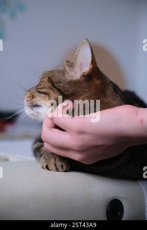 Le chat est rayé calme sur le lit il est caressé Banque D'Images