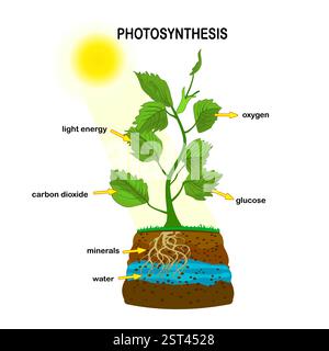 Diagramme de photosynthèse. Procédé de production d'oxygène par les plantes. Procédé de photosynthèse. Affiche d'éducation au processus de photosynthèse avec plante, texte, flèches. Vecteur Illustration de Vecteur