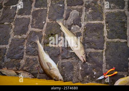 Morue fraîchement pêchée couchée sur une rue pavée près des outils de pêche Banque D'Images