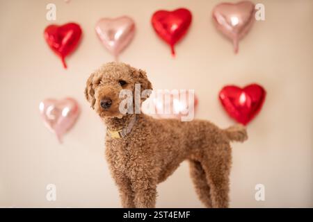 Chien avec fond de ballon coeur rouge et rose Banque D'Images