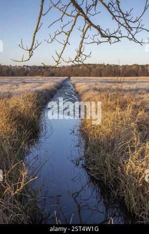 Paysage d'hiver dans le gel au lever du soleil. Prairie et eau stagnante en hiver, avec des cristaux de glace et des couleurs chaudes à la lumière du soleil. Réserve naturelle et ouverte Banque D'Images