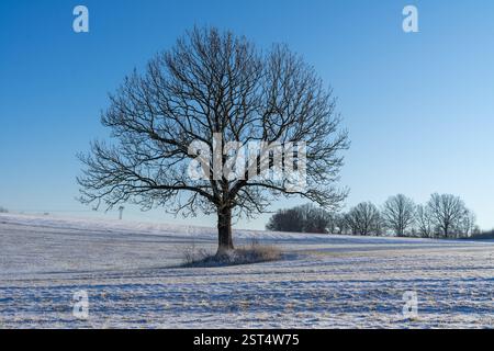 paysage d'hiver avec un seul arbre Banque D'Images