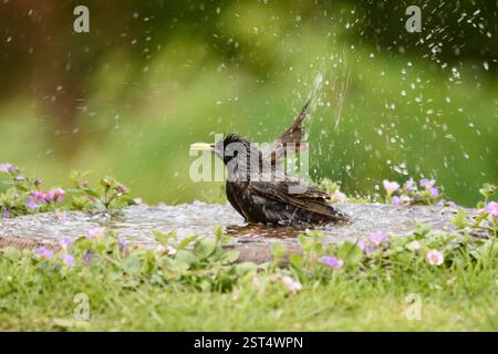 Étourneaux européens Sturnus vulgaris, baignade dans le bain d'oiseaux de jardin, mai. Banque D'Images