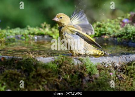 European greenfinch Carduelis chloris, baignade masculine dans le bain d'oiseaux de jardin, juillet. Banque D'Images