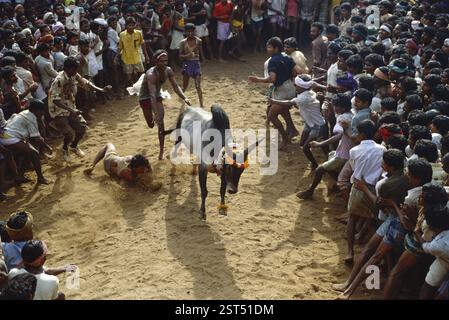 Bull Taming, Jallikattu, Tamil Nadu, Inde, Asie Banque D'Images