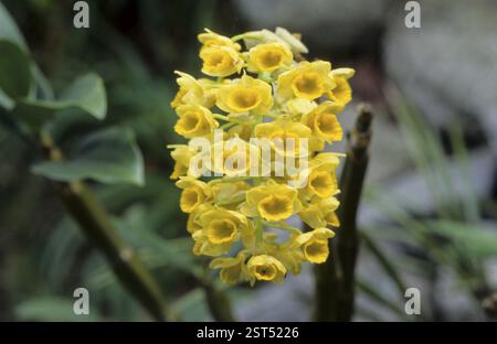 Orchidées, sikkim, inde Banque D'Images