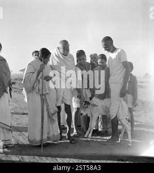 Abha Gandhi, debout à côté du Mahatma Gandhi, caressant le veau à Sevagram Ashram, wardha, Maharashtra, Inde, 1940 - AUTORISATION DU MODÈLE NON DISPONIBLE, Asie Banque D'Images