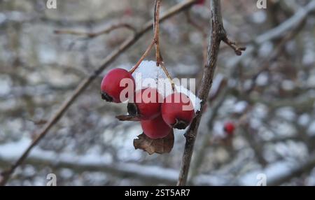 Baies d'aubépine rouges mûres sur le buisson couvert de neige. Gros plan sur les fruits sains naturels. Saison d'hiver dans la forêt Banque D'Images