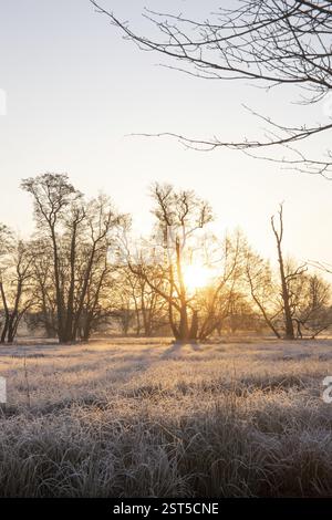 Paysage d'hiver dans le gel au lever du soleil. Prairie et arbres en hiver avec des cristaux de glace et des couleurs chaudes à la lumière du soleil. Réserve naturelle et espaces ouverts dans Banque D'Images