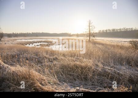 Paysage d'hiver dans le gel au lever du soleil. Prairie et eau stagnante en hiver, avec des cristaux de glace et des couleurs chaudes à la lumière du soleil. Réserve naturelle et ouverte Banque D'Images