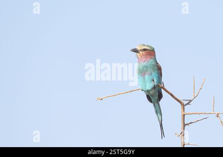 Lilac-breasted roller (Coracias caudata) Banque D'Images
