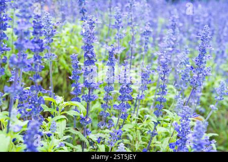 Fleur de salvia bleue fraîche dans le fond de jardin. Banque D'Images