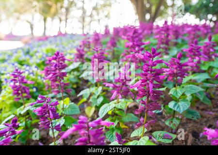 Salvia divinorum est une espèce végétale appartenant à la famille des Lamiaceae. un champ de fleurs violettes, un champ de fleurs violettes de salvia divinorum. Banque D'Images