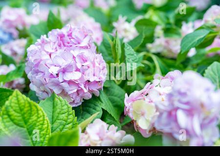 Gros plan des fleurs d'hortensias roses et violettes dans le jardin Banque D'Images