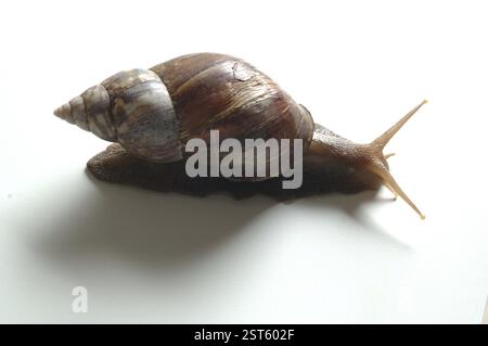 Mollusques, escargot Banque D'Images