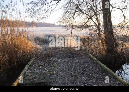 Paysage d'hiver dans le gel au lever du soleil. Prairie et eau stagnante en hiver avec des cristaux de glace et des couleurs chaudes à la lumière du soleil. Réserve naturelle et ouverte Banque D'Images