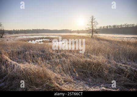 Paysage d'hiver dans le gel au lever du soleil. Prairie et eau stagnante en hiver, avec des cristaux de glace et des couleurs chaudes à la lumière du soleil. Réserve naturelle et ouverte Banque D'Images