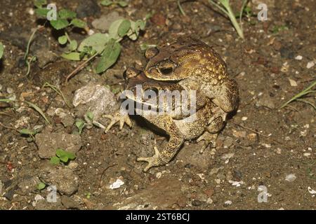 Amphibiens, grenouilles, crapauds communs indiens Bufo melanostickus accouplement, inde Banque D'Images