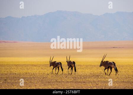Un petit groupe d'Oryx marchant à travers le paysage namibien apparemment aride avec les montagnes escarpées de l'escarpement s'élevant en arrière-plan. Banque D'Images