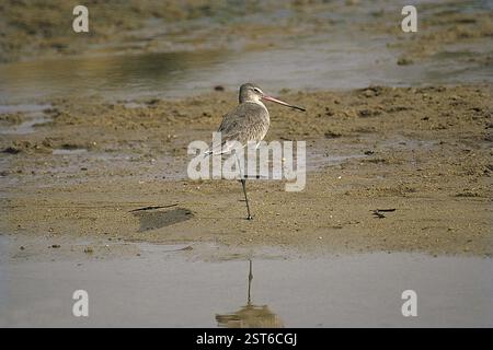 Oiseaux, Godwit à queue noire (Limosa limosa), Rajasthan, Inde, Asie Banque D'Images