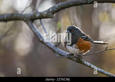 Oiseau de lactosérum repéré sur une branche dans la forêt de la Colombie-Britannique Canada Amérique du Nord. Pipilo maculatus, un oiseau à towhee tacheté, perche sur une branche Banque D'Images