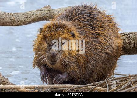 Sur la rive d'un lac gelé, un castor, avec des whskers gelés, regarde dans une caméra. Banque D'Images