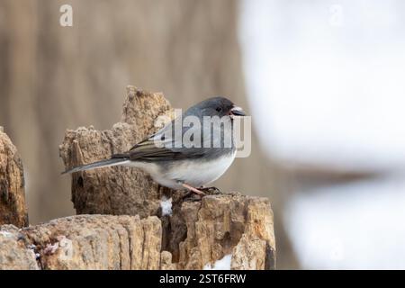 Un junco aux yeux foncés perché sur une souche avec une graine de tournesol dans son bec. Snews remplit les fissures et les crevasses de la souche d'arbre. Banque D'Images