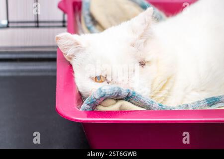 Un chat blanc moelleux est confortablement allongé dans une litière rose confortable, profitant de son moment de détente dans cet espace charmant Banque D'Images