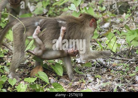 Singe, macaque indien Bonnet (Macaca radiata) portant un enfant au parc national Sanjay Gandhi, Bombay Bombay, Maharashtra, Inde, Asie Banque D'Images
