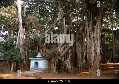 Temple et arbre Banyan, Satpaba, Orissa, Inde, Asie Banque D'Images