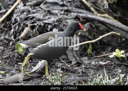 Gros plan Portrait d'un Moorhen commun (Gallinula chloropus) marchant dans le profil droit au niveau des yeux sur le plancher forestier en février, au Royaume-Uni Banque D'Images