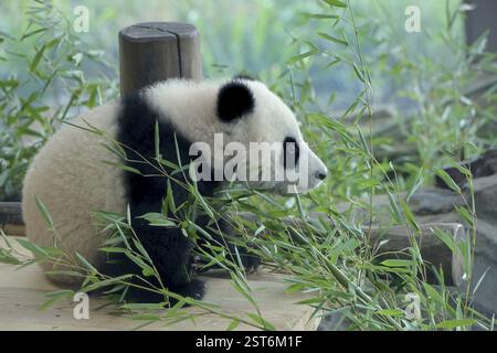 Panda Offspring, une des filles de panda rouge jouant dans le zoo, jardin zoologique, Tiergarten, Mitte, Berlin, Allemagne, Europe Banque D'Images