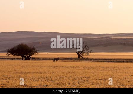 Coucher de soleil sur les savanes sèches et dorées le long du désert du Namib, avec quelques acacia et des dunes lointaines Banque D'Images