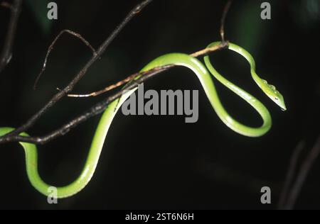 Reptiles, serpent fouet vert Lommon, Raetulla Nasutus, Mothering Maharashtra, Inde, Asie Banque D'Images