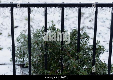Couverture de glace et écoulement d'une clôture et d'un buisson dans un jardin pendant une tempête de verglas. Banque D'Images