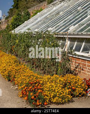 Tomates plantées contre la paroi inférieure ensoleillée d'une serre maigre, bordée par une épaisse rangée de soucis, par une chaude journée ensoleillée dans le jardin britannique. Banque D'Images